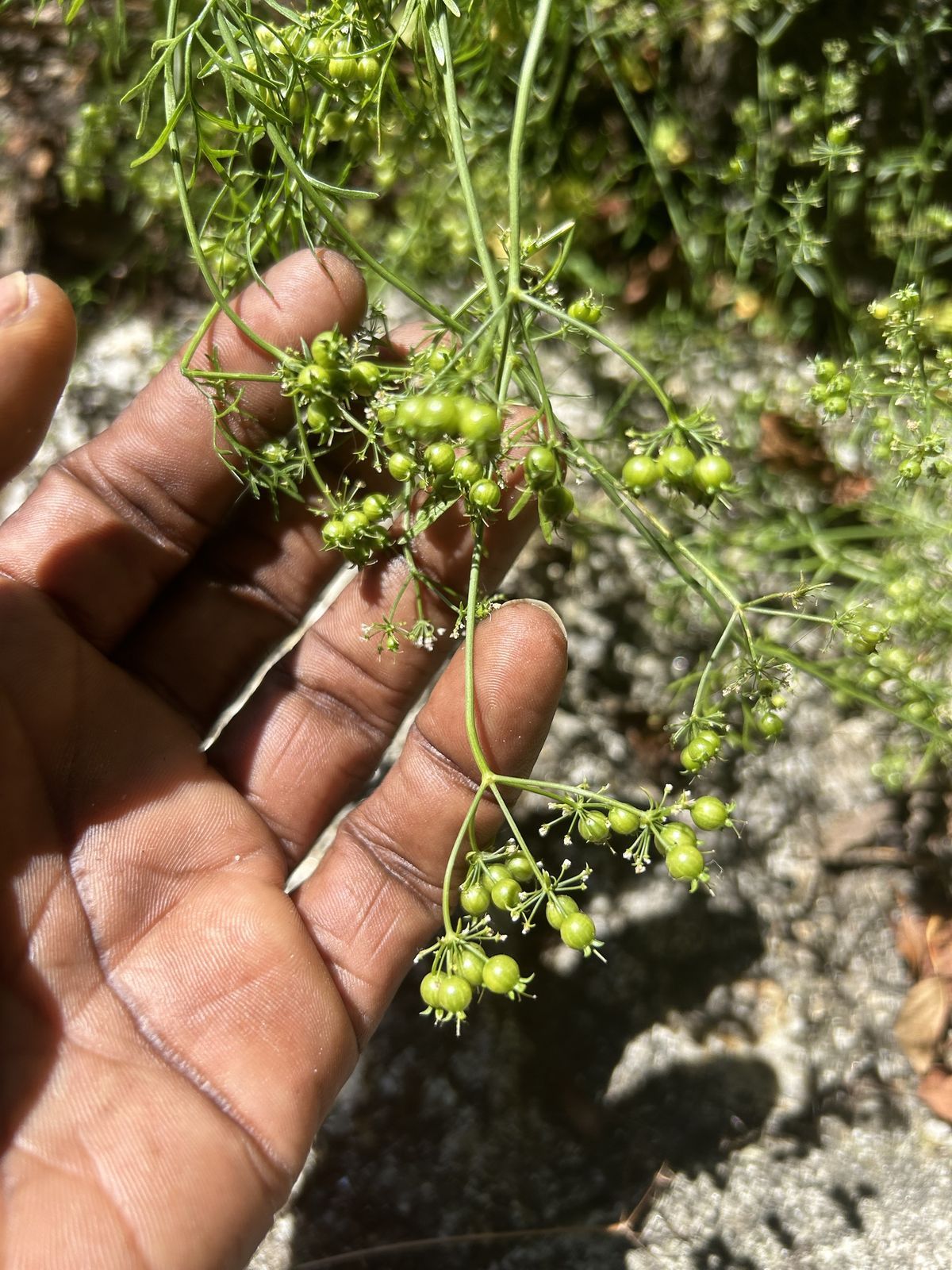 a hand holding green coriander seeds on the plant