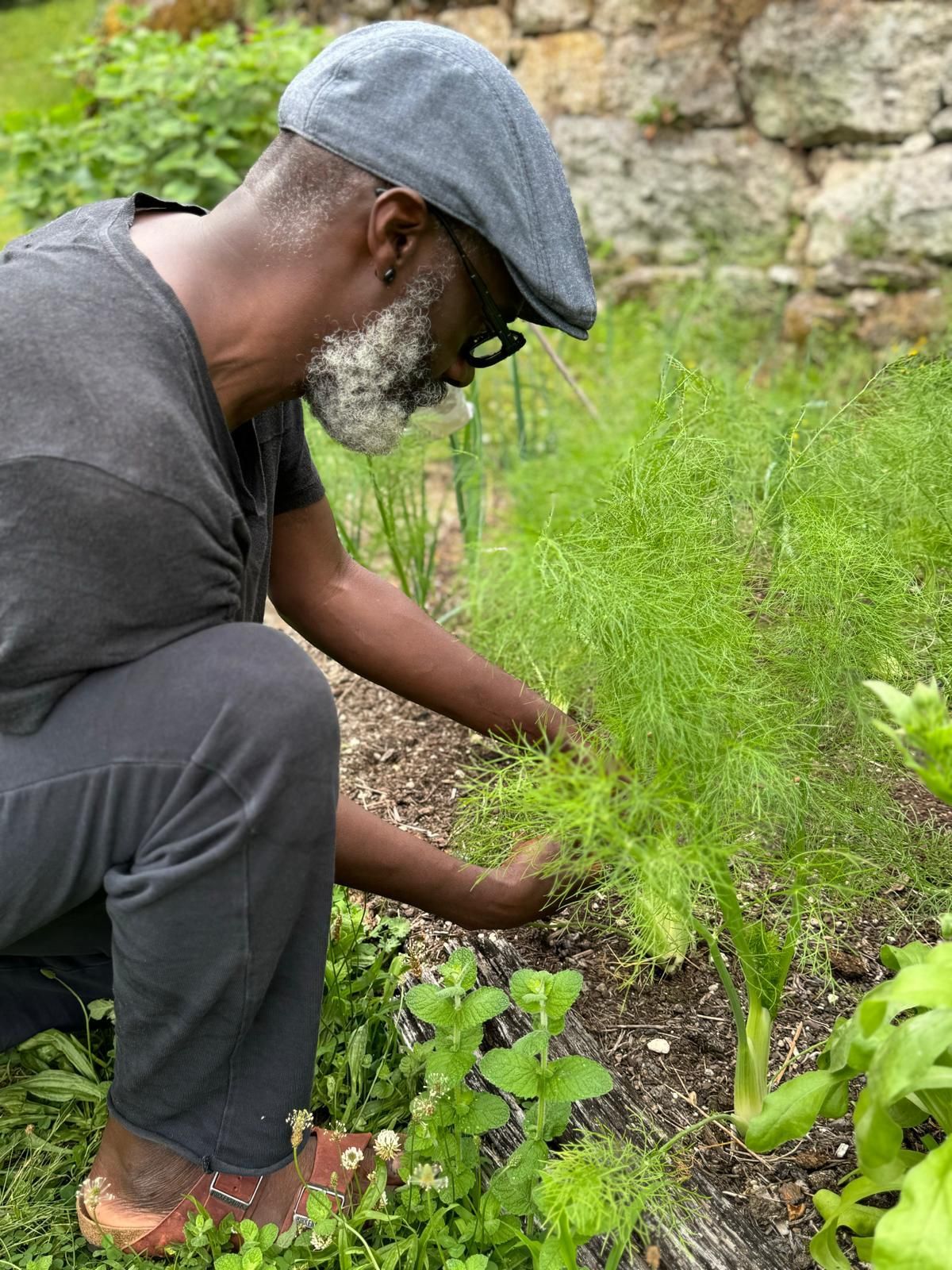 gino harvesting fennel in the kitchen garden