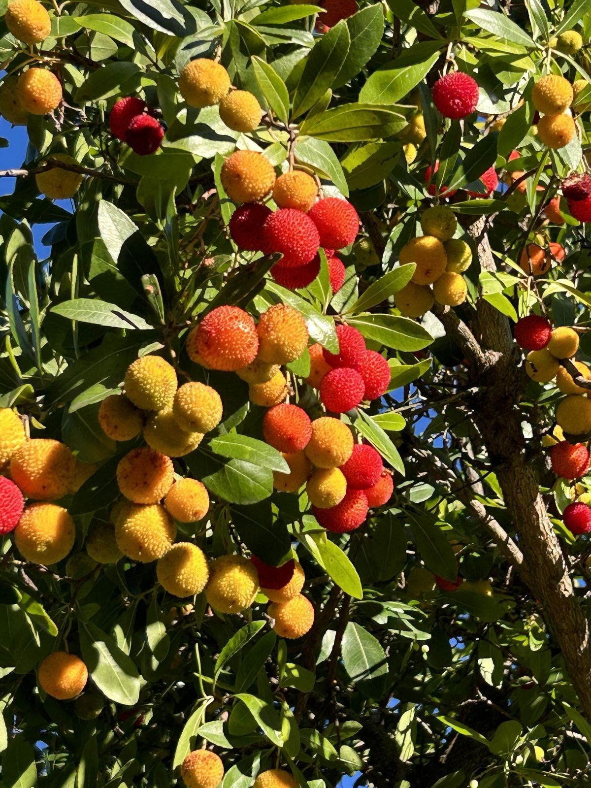 a medronho tree heavy with fruit, green, yellow and red